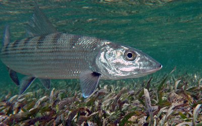 Supporting conservation